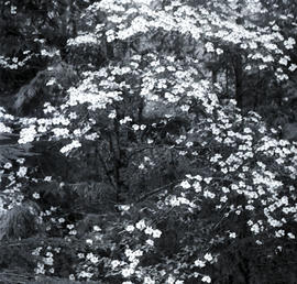 Dogwoods