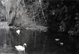 Swans in park (Easter)