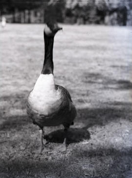 Canada goose at Stanley Park