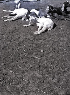 Goats at Stanley Park