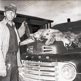 Man with dead cougars