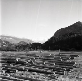 Logs on beach