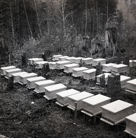 Beehives [?]