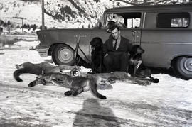 Man, dogs and dead cougars