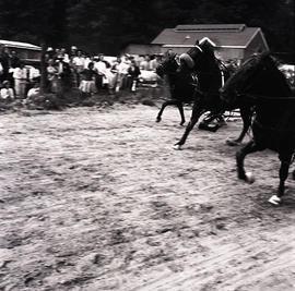 Horses in harness race