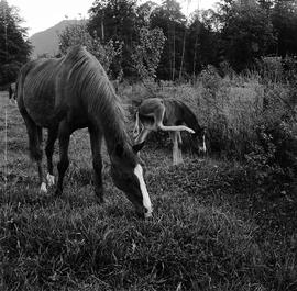 Horse and foal in field