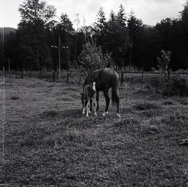 Horse and foal in field