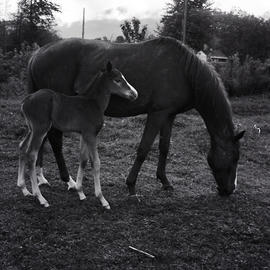 Horse and foal in field