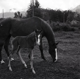 Horse and foal in field