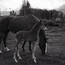 Horse and foal in field