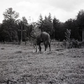 Horse and foal in field