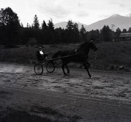 Sulky in harness race