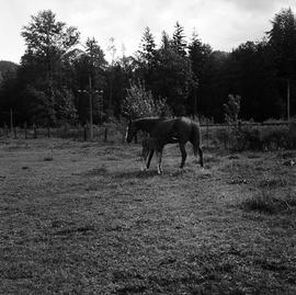 Horse and foal in field