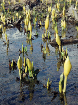 Skunk cabbage