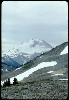 Gentian from Panorama Ridge