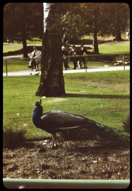 Peacocks