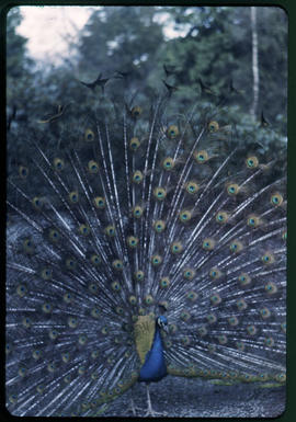 Peacock