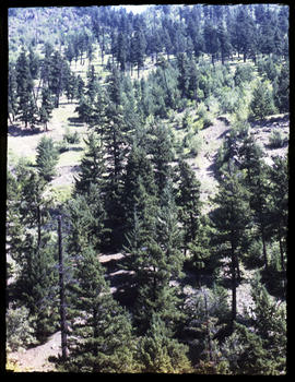 Hillside Pear Lake