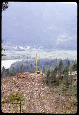 Tree and valley