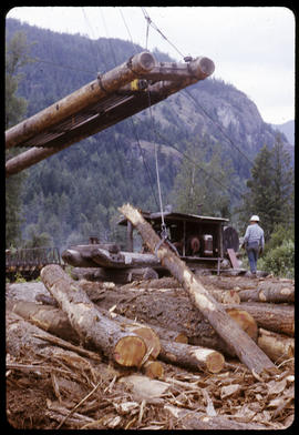 Donkey at railway