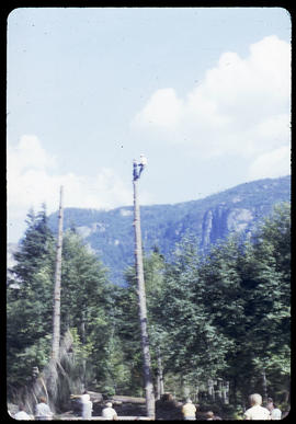 Tree topping (Loggers Sports)