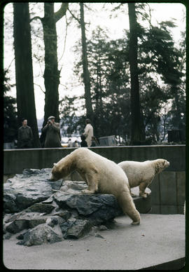 Polar bear