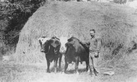 George Paddy with oxen