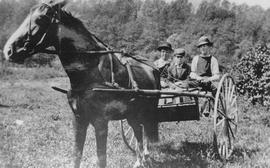 Horse drawn cart